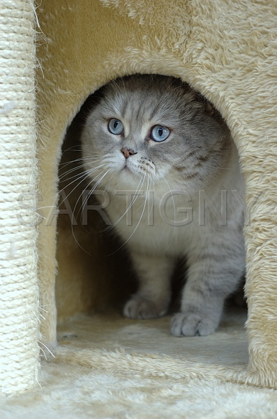BRITISH SHORTHAIR 012.jpg